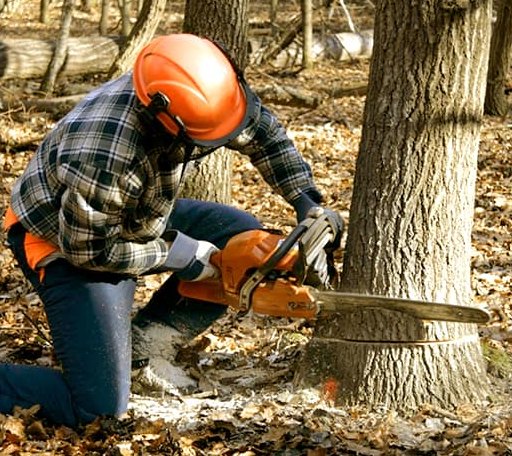Tree Removal in Dewitt, IL